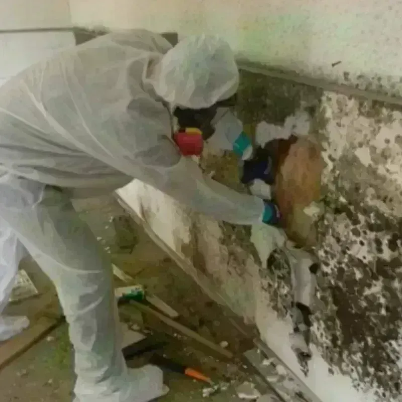 Mold Remediation and Removal in Breckenridge Hills, MO